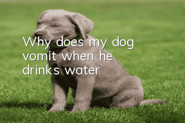 Why does my dog ​​vomit when he drinks water?