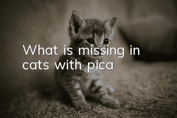 What is missing in cats with pica?