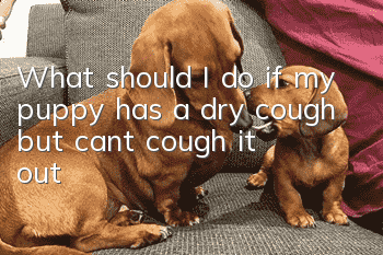 What should I do if my puppy has a dry cough but can’t cough it out?