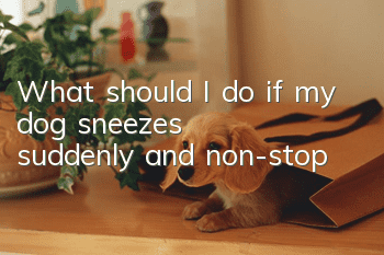 What should I do if my dog ​​sneezes suddenly and non-stop?