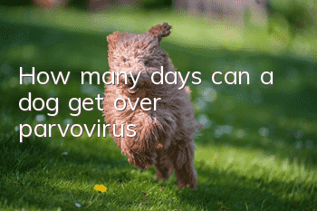 How many days can a dog get over parvovirus?