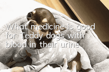 What medicine is good for Teddy dogs with blood in their urine?