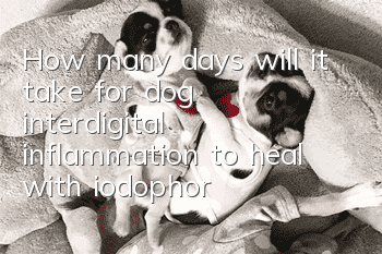 How many days will it take for dog interdigital inflammation to heal with iodophor?