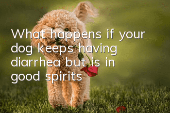 What happens if your dog keeps having diarrhea but is in good spirits?