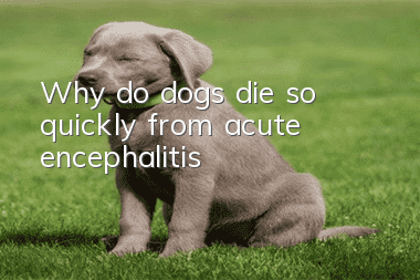 Why do dogs die so quickly from acute encephalitis?