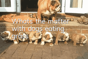What's the matter with dogs eating grass?