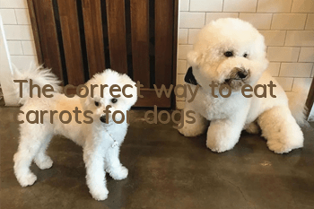 The correct way to eat carrots for dogs
