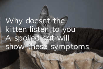 Why doesn’t the kitten listen to you? A spoiled cat will show these symptoms!