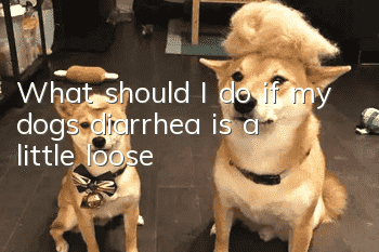 What should I do if my dog’s diarrhea is a little loose?