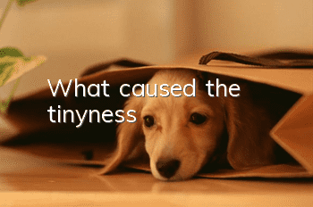 What caused the tinyness?