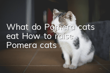 What do Pomera cats eat? How to raise Pomera cats!