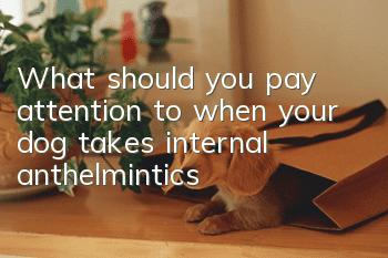 What should you pay attention to when your dog takes internal anthelmintics?