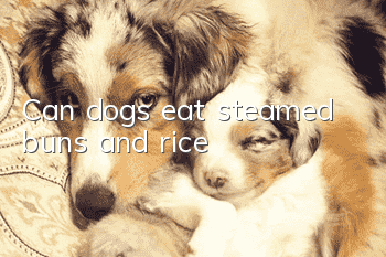 Can dogs eat steamed buns and rice?