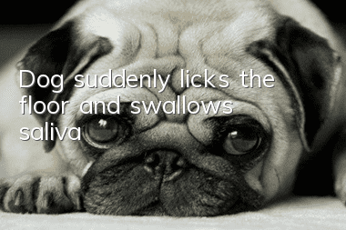 Dog suddenly licks the floor and swallows saliva