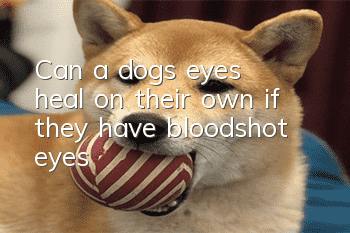Can a dog’s eyes heal on their own if they have bloodshot eyes?