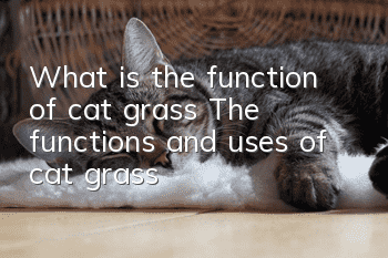 What is the function of cat grass? The functions and uses of cat grass!