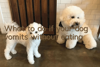 What to do if your dog vomits without eating
