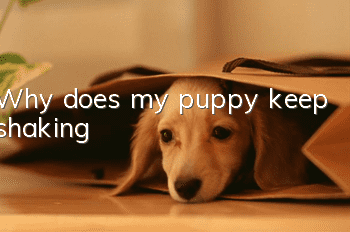 Why does my puppy keep shaking?