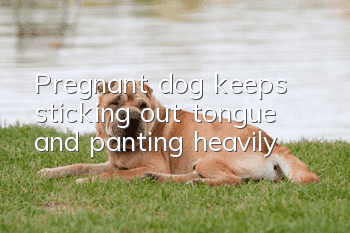 Pregnant dog keeps sticking out tongue and panting heavily