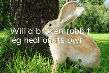 Will a broken rabbit leg heal on its own?