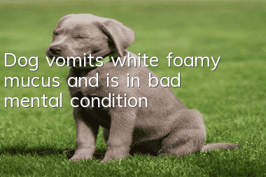 Dog vomits white foamy mucus and is in bad mental condition