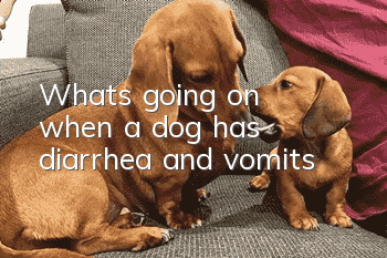 What's going on when a dog has diarrhea and vomits?