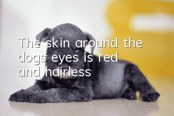 The skin around the dog’s eyes is red and hairless