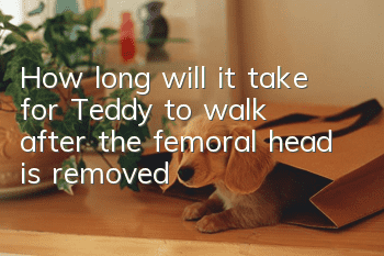 How long will it take for Teddy to walk after the femoral head is removed?