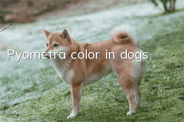 Pyometra color in dogs