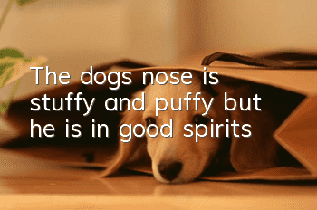 The dog's nose is stuffy and puffy but he is in good spirits
