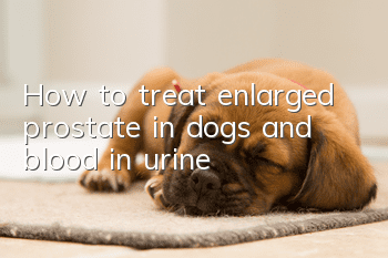 How to treat enlarged prostate in dogs and blood in urine