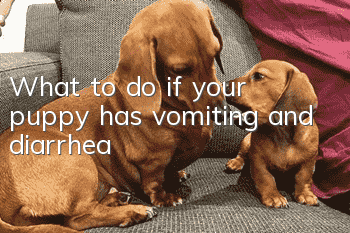 What to do if your puppy has vomiting and diarrhea