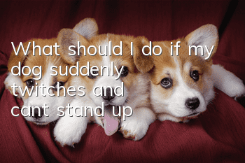What should I do if my dog suddenly twitches and can't stand up?
