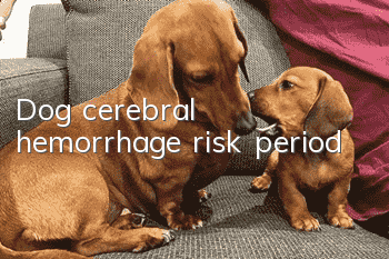 Dog cerebral hemorrhage risk period