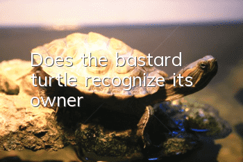 Does the bastard turtle recognize its owner?