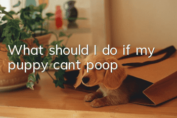 What should I do if my puppy can’t poop?