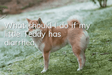 What should I do if my little Teddy has diarrhea?