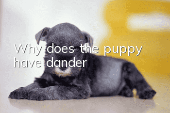 Why does the puppy have dander?