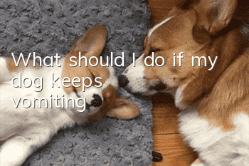 What should I do if my dog keeps vomiting?