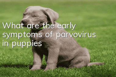 What are the early symptoms of parvovirus in puppies?