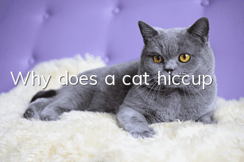 Why does a cat hiccup?