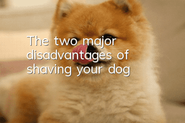 The two major disadvantages of shaving your dog
