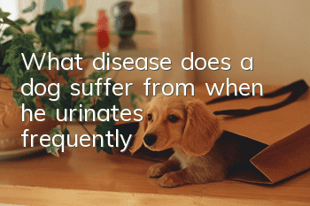 What disease does a dog suffer from when he urinates frequently?