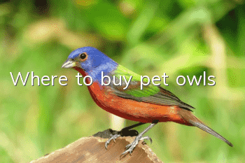 Where to buy pet owls