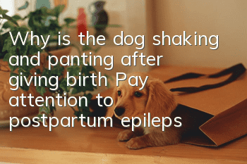 Why is the dog shaking and panting after giving birth? Pay attention to postpartum epilepsy!