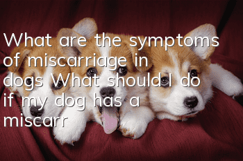 What are the symptoms of miscarriage in dogs? What should I do if my dog ​​has a miscarriage?