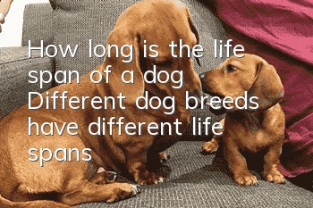 How long is the life span of a dog? Different dog breeds have different life spans