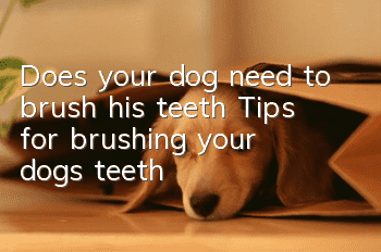 Does your dog need to brush his teeth? Tips for brushing your dog’s teeth!