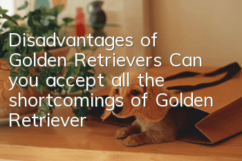 Disadvantages of Golden Retrievers Can you accept all the shortcomings of Golden Retrievers?