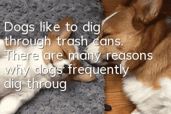 Dogs like to dig through trash cans. There are many reasons why dogs frequently dig through trash cans!